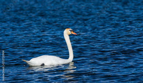 White swan swimming in the lake 