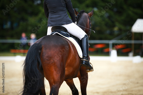 Horse dressage horse in closeup with rider from behind photographed in an exam while initiating a turn..