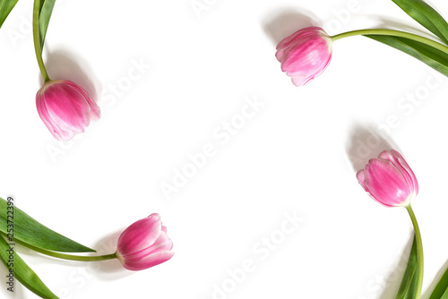 Fototapeta Naklejka Na Ścianę i Meble -  Różowe tulipany na białym tle