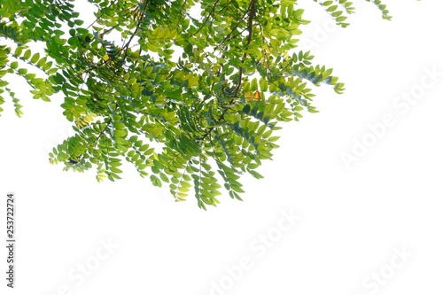 Close up tropical plant leaves with branches on white isolated background for green foliage backdrop 
