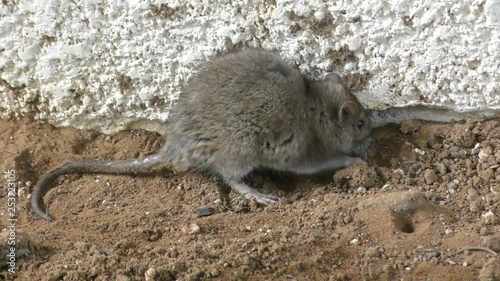 An urban dirty, ugly rat digging in the sand and finding food