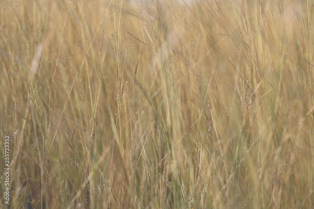 Fototapeta premium Colorful flowers grass made with gradient for background,Abstract,texture,Soft and Blurred style.postcard.