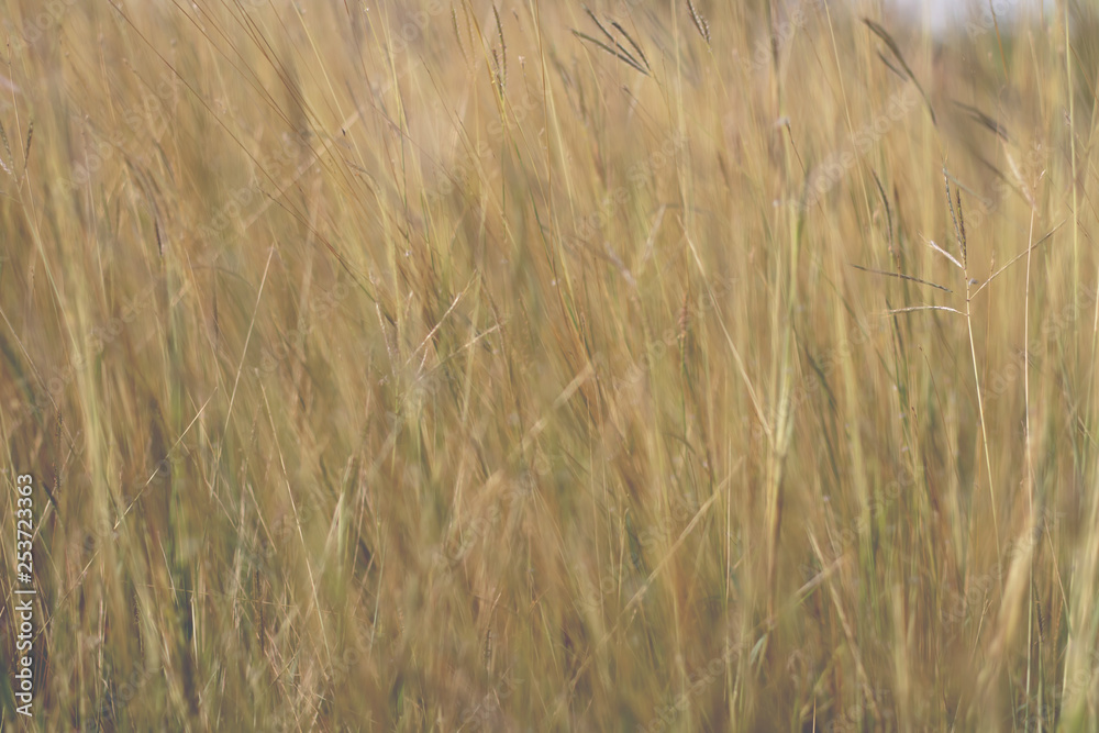 Fototapeta premium Colorful flowers grass made with gradient for background,Abstract,texture,Soft and Blurred style.postcard.