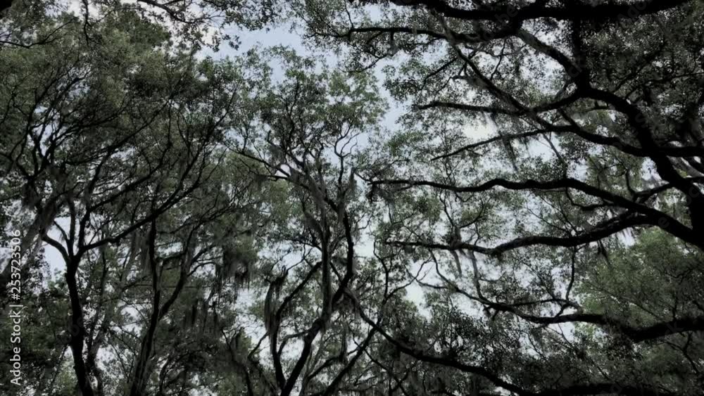 wormsloe trees in savannah, a tree network wormsloe trees in savannah, a tree network