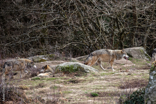 Fototapeta Naklejka Na Ścianę i Meble -  European Grey Wolves in forest