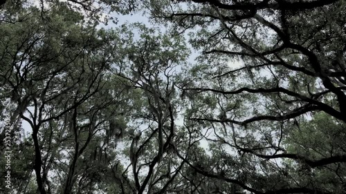 Wallpaper Mural wormsloe trees in savannah, a tree network Torontodigital.ca