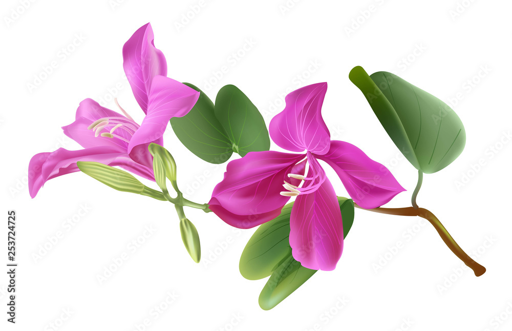 Bauhinia flower vector illstration Bauhinia flower vector illstration