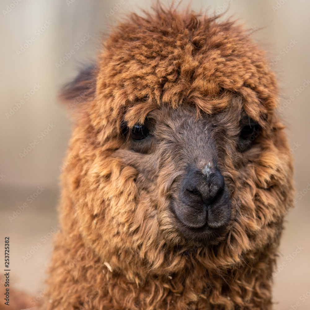 portrait of alpagua in an animal park portrait of alpagua in an animal park