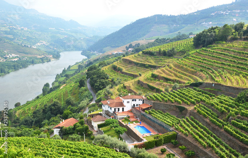 Vineyards in the valley of Douro river, Portugal