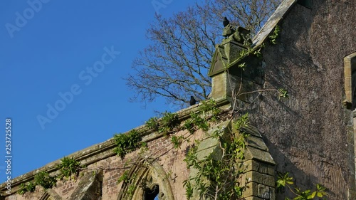 Crows rest  on the ruins of the Nymans castle photo