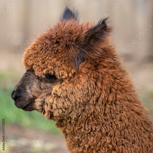 portrait of alpagua in an animal park