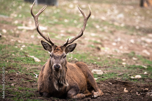 Resting elaphous deer in the grass