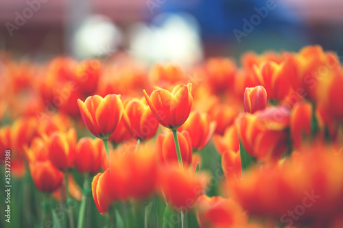 orange tulips in the garden , spring-blooming and the flowers are usually large , so beautiful in garden #253727988