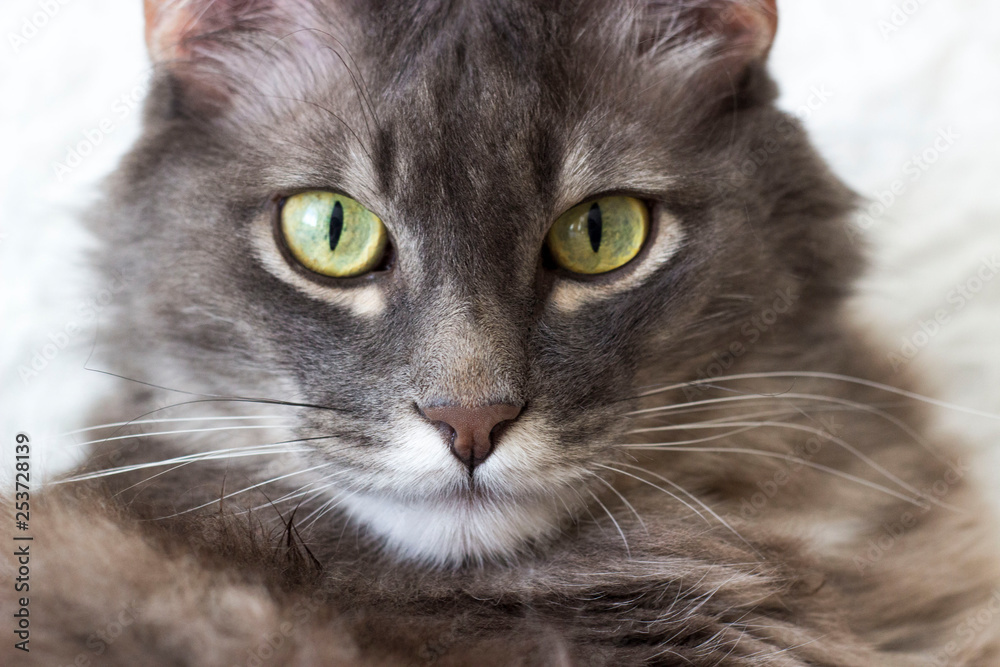 Beautiful gray cat with green eyes Beautiful gray cat with green eyes