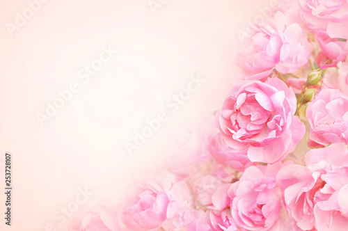 Summer blossoming delicate rose on blooming flowers festive background  pastel and soft bouquet floral card  toned 