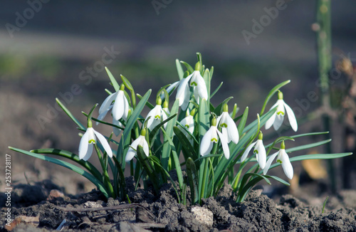Obraz na płótnie First spring flowers in the garden near home. w salonie