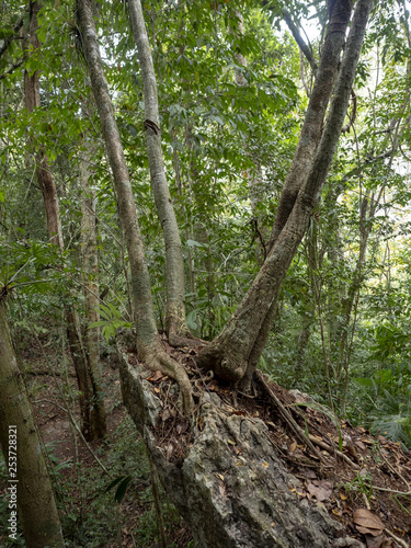 Big trees growing on a rock, Guatemala. © vladislav333222
