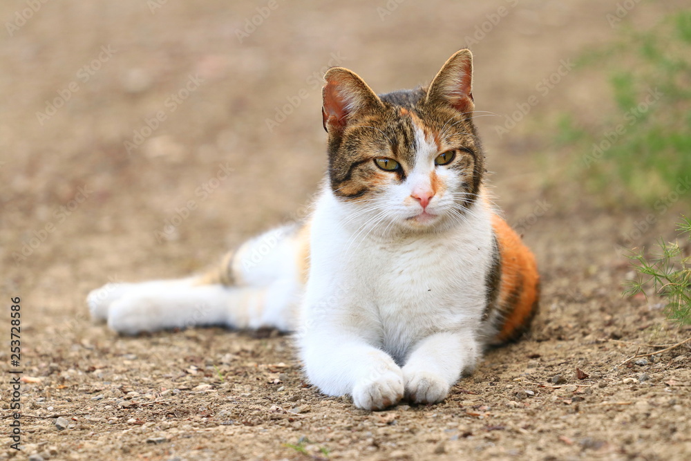 Cute cat posing in backyard