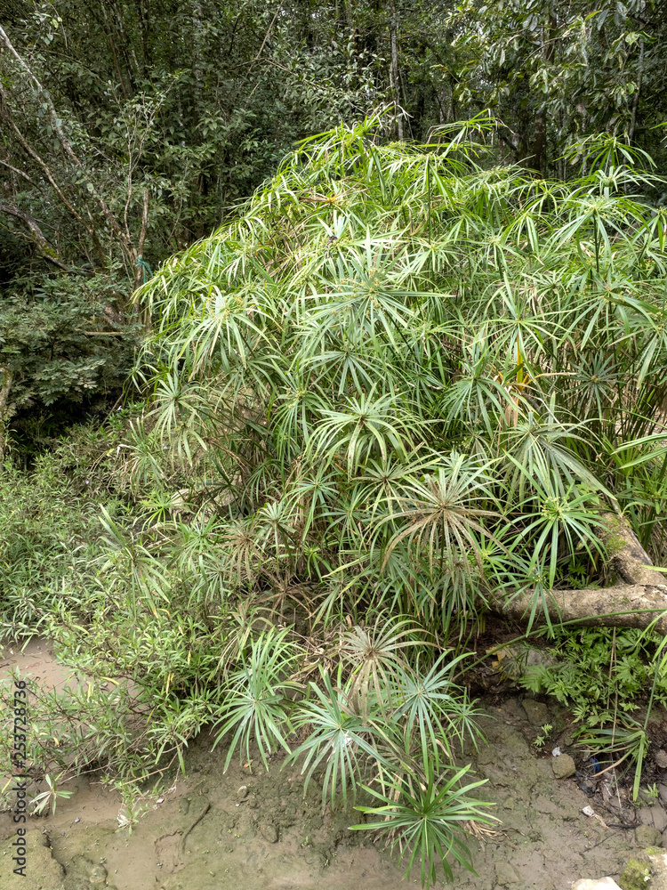 Wild papyrus in the rainforest, Guatemala. Wild papyrus in the rainforest, Guatemala.