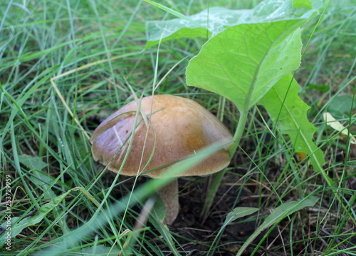 forest fresh mushroom aspen grows in the green grass in the forest