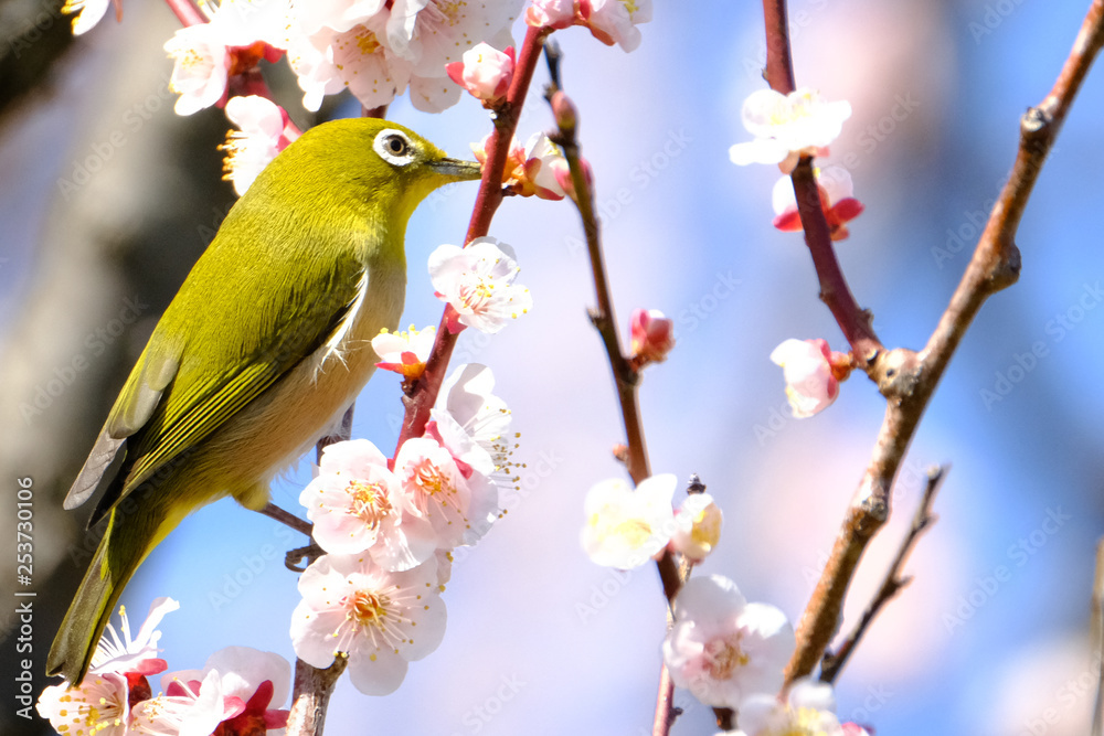 white eye and plum flower white eye and plum flower