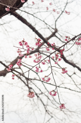 Cherry blossom flower