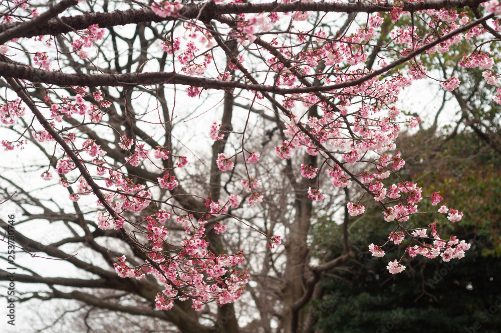 Cherry blossom flower Cherry blossom flower