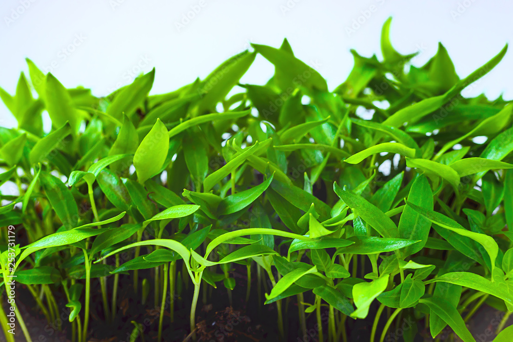 Fototapeta premium Young green shoots of sweet pepper with juicy leaves. Seedlings of bell pepper