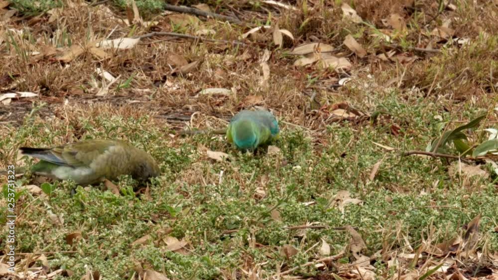 A pair of red rumped parrots feeding on grass seeds on the ground. LOCKED DOWN SHOT.