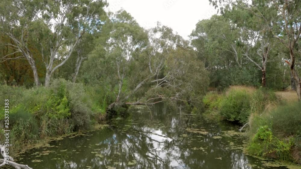 The Barwon River Geelong. Beautiful still water with gum trees overhanging the banks of the river. LIFT SHOT. The Barwon River Geelong. Beautiful still water with gum trees overhanging the banks of the river. LIFT SHOT.
