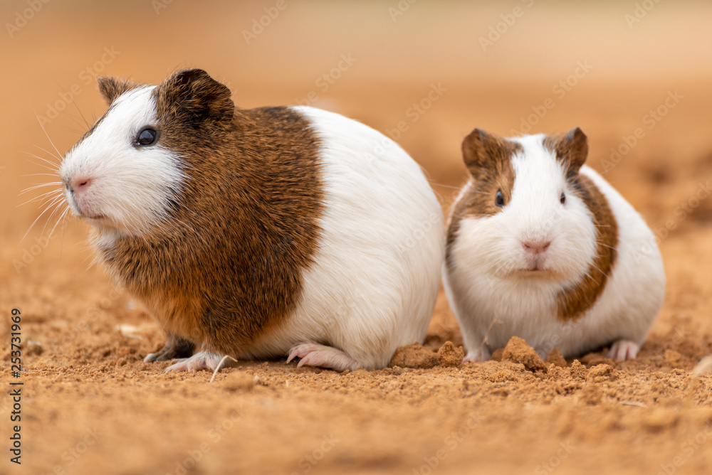 Two cute guinea pigs Two cute guinea pigs