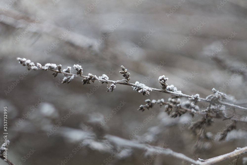 Obraz premium branches of tree