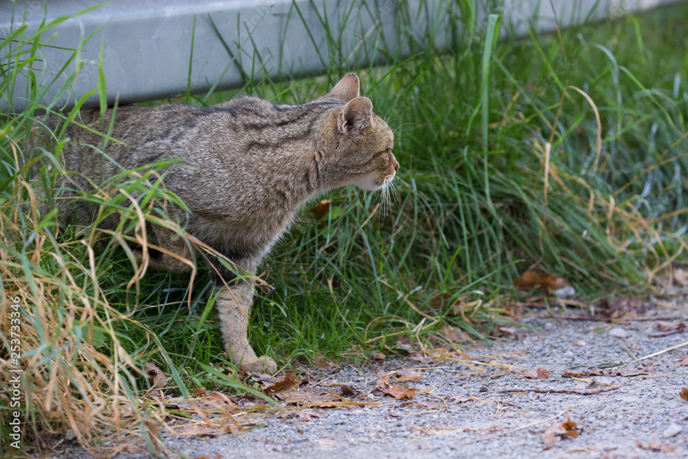 Eine Wildkatze quert eine Straße unter einer Leitplanke hindurch Eine Wildkatze quert eine Straße unter einer Leitplanke hindurch