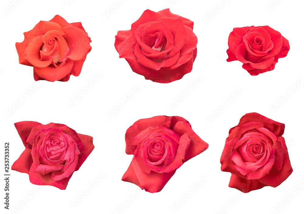 Blurred for Background.Red rose isolated on the white background. Photo with clipping path. Blurred for Background.Red rose isolated on the white background. Photo with clipping path.