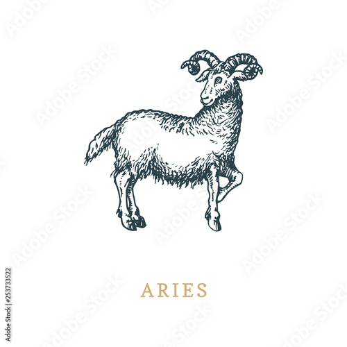 Aries zodiac symbol, hand drawn in engraving style. Vector graphic retro illustration of astrological sign Ram.