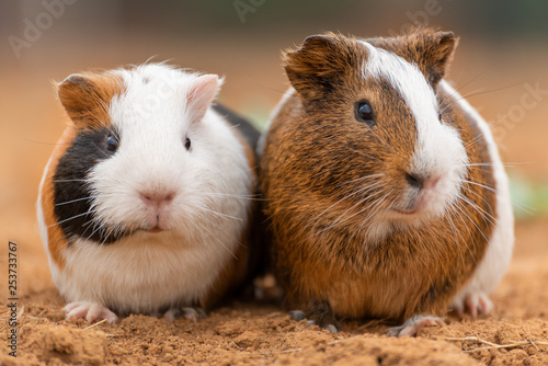 Two cute guinea pigs