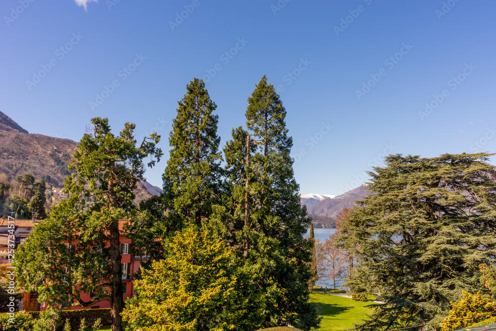 Italy, Bellagio, Lake Como, a close up of a tree