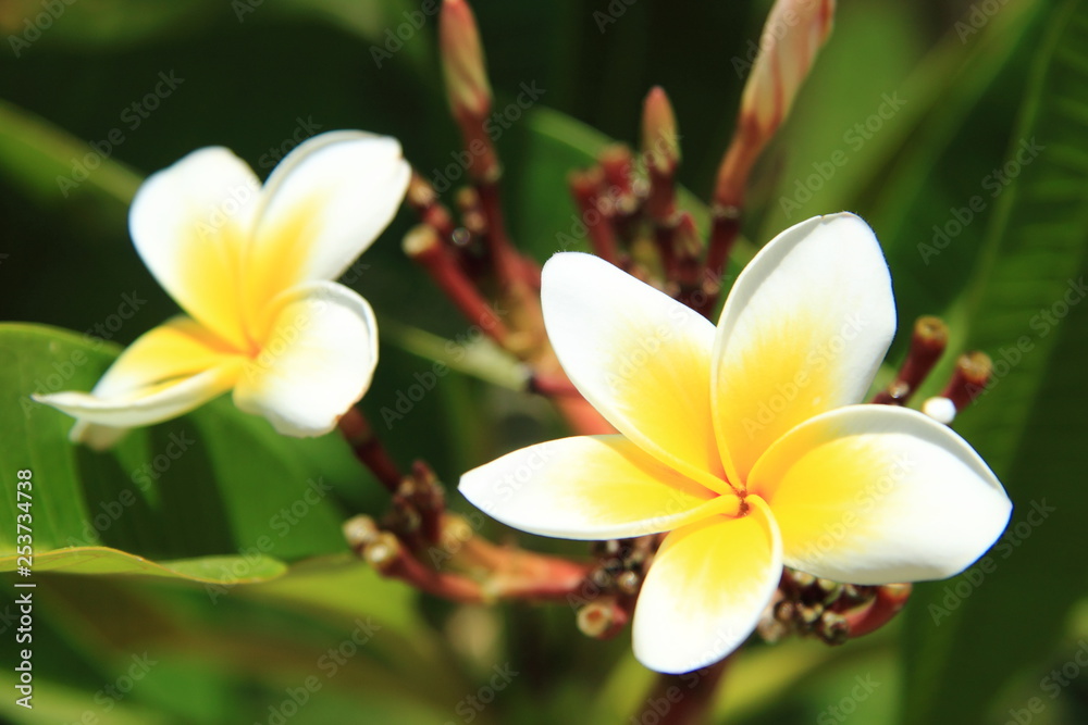 Fototapeta premium Plumeria