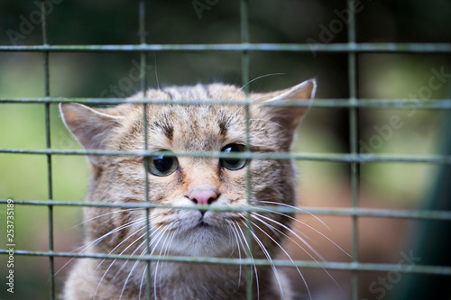 Ein Wildkatzenkopf direkt hinter einem feinmaschigen Gitter