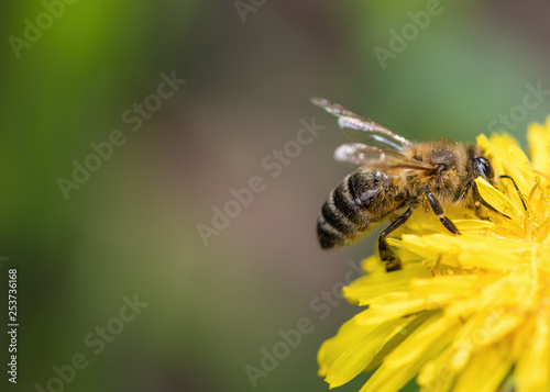 One bee sits on a yellow dandelion flower and collects pollen