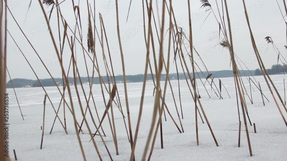 Between the rushes on the frozen lake. Time Lapse.