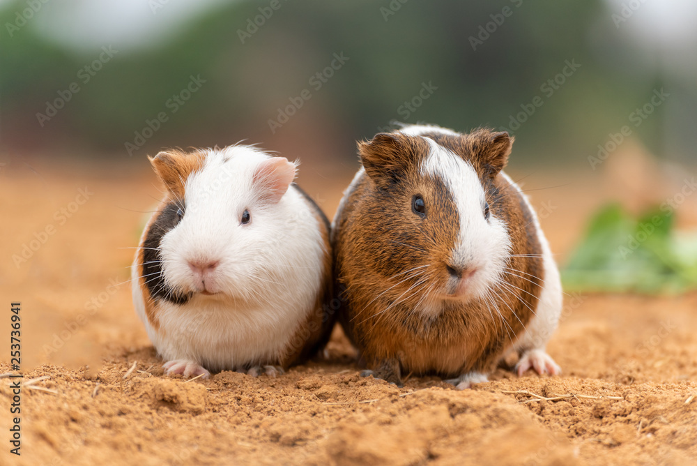 Two cute guinea pigs Two cute guinea pigs