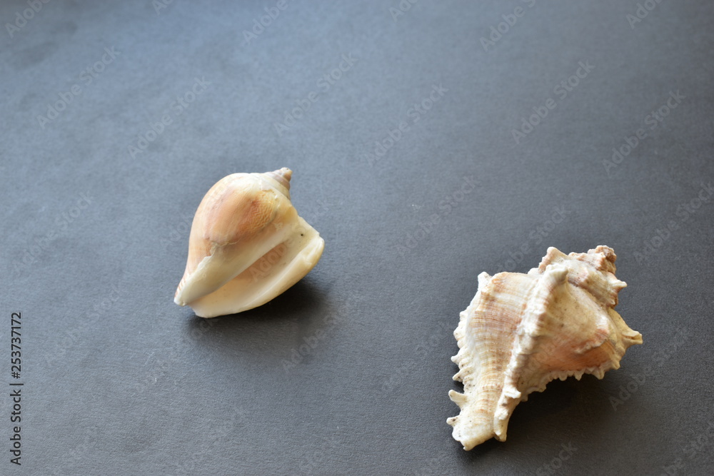 Sea shells and shell on a black background. Sea shells and shell on a black background.