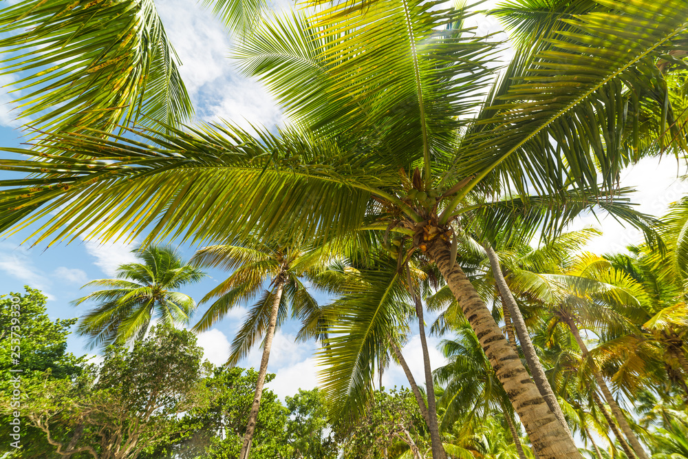 Beautiful palm trees in Bois Jolan beach in Guadeloupe Beautiful palm trees in Bois Jolan beach in Guadeloupe