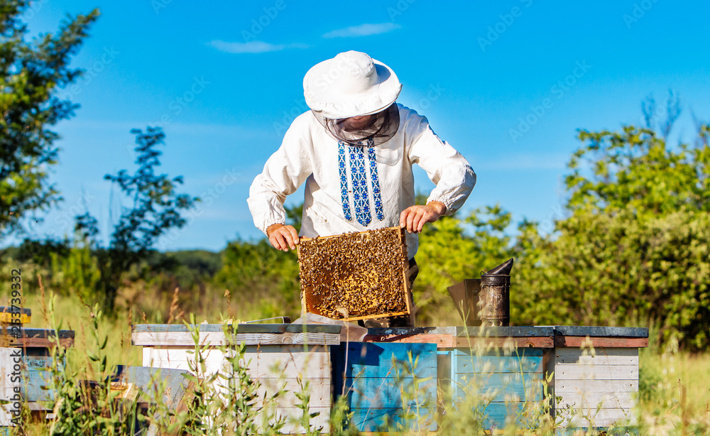 Young beekeeper working in the apiary. Beekeeping concept. Beekeeper harvesting honey Young beekeeper working in the apiary. Beekeeping concept. Beekeeper harvesting honey