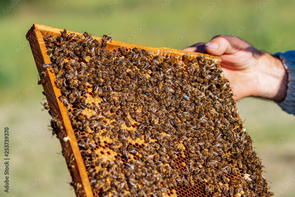 The beekeeper holds a honey cell with bees in his hands. Apiculture. Apiary The beekeeper holds a honey cell with bees in his hands. Apiculture. Apiary