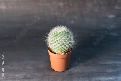 Image of Round Cactus on Dark Background (2019)