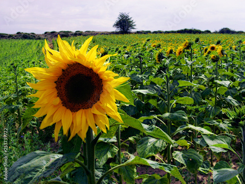 Helianthus annuus field in Paramo de Masa, Burgos, Spain