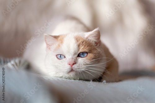 BKH Katze Kitten mit blauen Augen- edel
