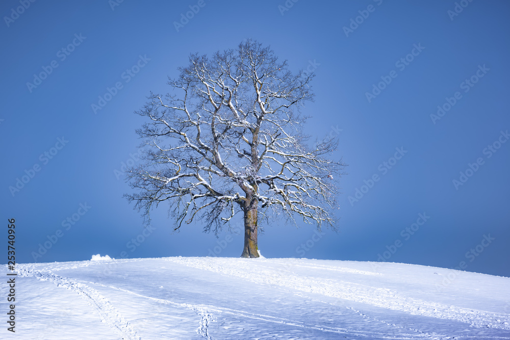 beautiful lonely tree on a snowy hill in winter season beautiful lonely tree on a snowy hill in winter season